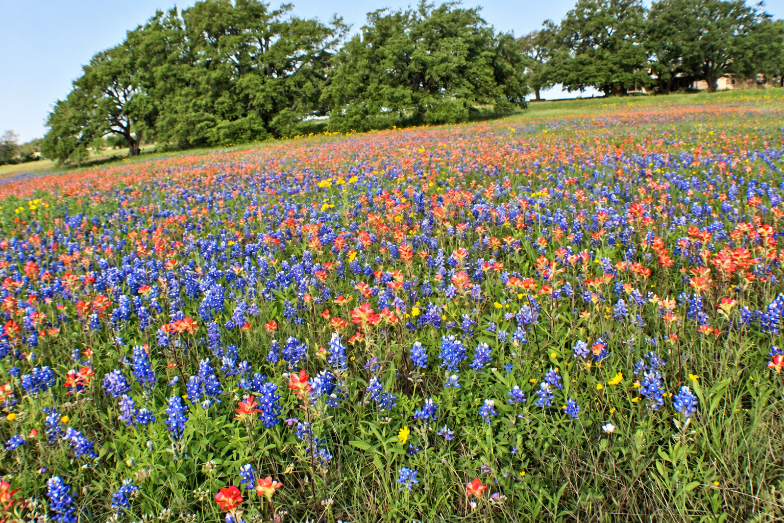 Texas wildflower meadow with bluebonnets, colorful flowers, and oak trees